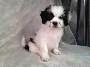 Male Lhasa Bichon Teddy Bear Puppy for Sale #1 DOB 3-1-15 Teddy Bear Puppies are Ready Now!  Easy drive for IL, MN and WI.